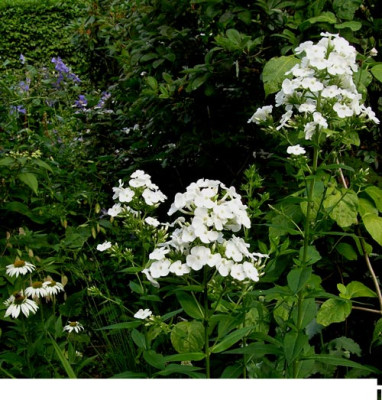 Phlox-Saemling_k.jpg