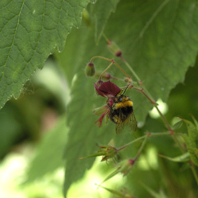 hummel_phaeum__5607.jpg
