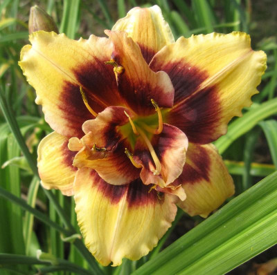 'Berleyer Plappertasche'_6727.jpg