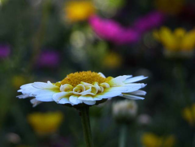 blumenbeet.jpg