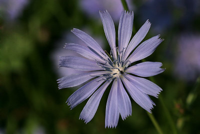 Cichorium-intybus_1.jpg