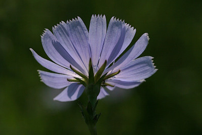 Cichorium-intybus_2.jpg
