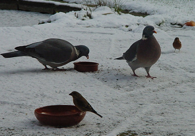 ringeltauben_winter.jpg