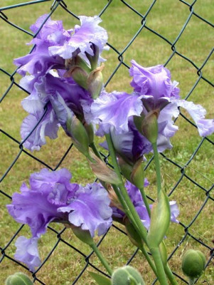 Iris_Honky_Tonk_Blues003.jpg