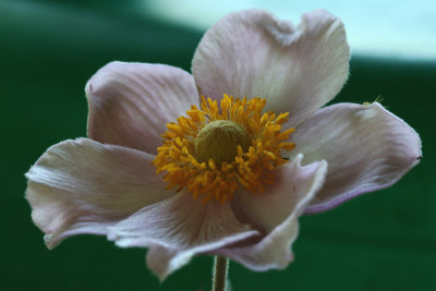 Herbstanemone-Staubgefae-3.jpg