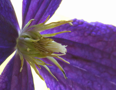 Clematis-Staubgefae-3.jpg