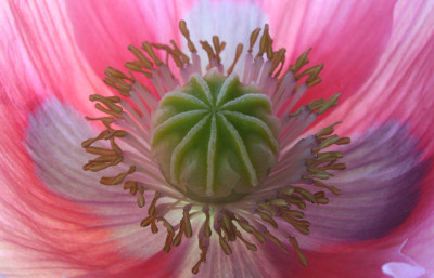 Papaver-som.-Staubgefae-2.jpg