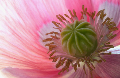 Papaver-som.-Staubgefae-1.jpg