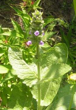 Salvia_verbenaca1.jpg