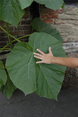 blattgigant.jpg