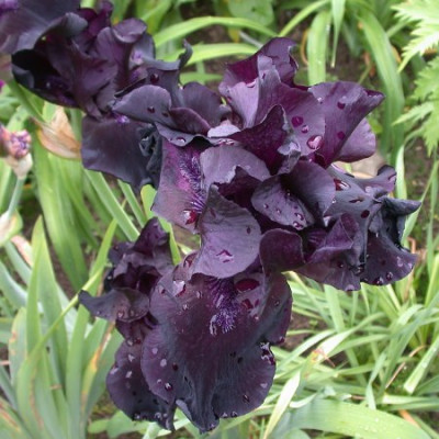 Iris_Before_the_Storm_002.jpg