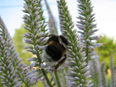 veronicastrumhummel.jpg