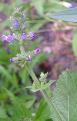 Salvia_verbenaca2.jpg