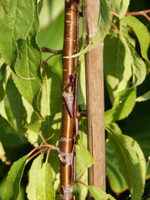 2015-08-20 Prunus serrula.jpg