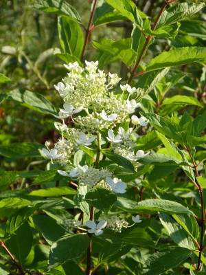 2015-08-20 Hydrangea paniculata 'Kyushu'.jpg