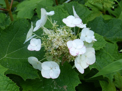 2015-08-20 Hydrangea quercifolia.jpg