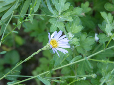 2015-08-20 Aster patens.jpg