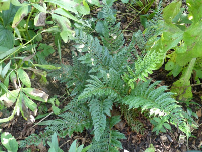 2015-08-20 Farn Polystichum setiferum 'Bevis'.jpg