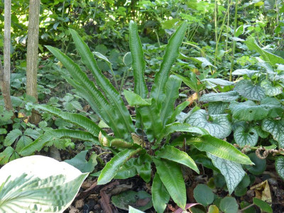 2015-08-20 Farn Asplenium scolopendrium.jpg