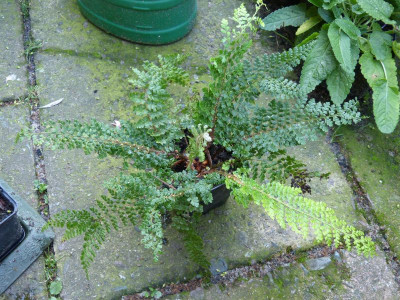 2015-08-20 Farn Polystichum setiferum 'Nantes' 1.jpg