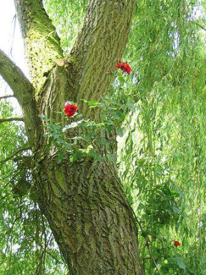 Salix_rosafera.jpg