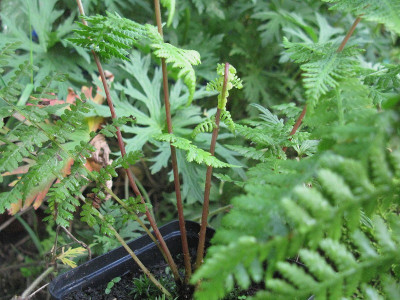 Athyrium rotstielig (Kopie).jpg