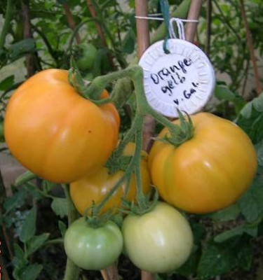 Orange-gelbe___v.Galina.jpg