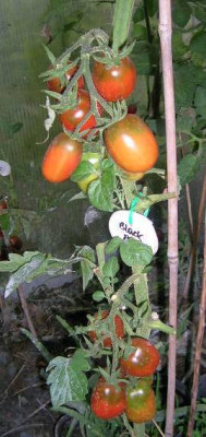 Black_Plum____23.7..jpg