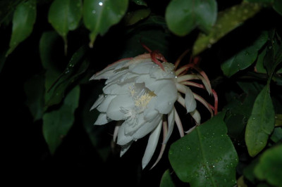 A0460_Large.JPG