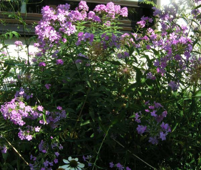Hesperis_und_Wildform_2.jpg