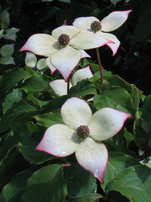Cornus_kousa_Wietings_Select.jpg