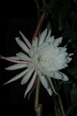 A0369_Large.JPG