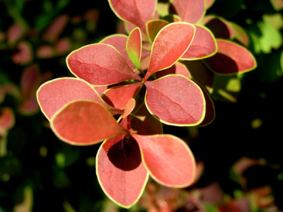 Berberis-thunbergii-Golden-Ring_k.jpg