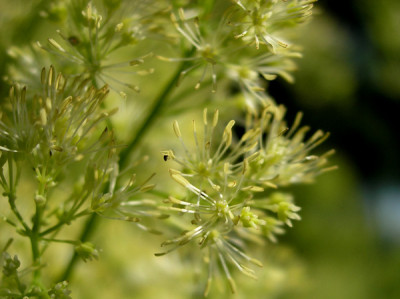 Thalictrum_lucidum_k.jpg