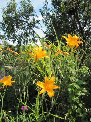 Berleyer Septembersonne 150819.jpg