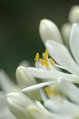 A0477_Large.JPG