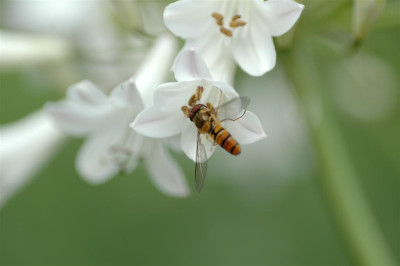 A0511_Large.JPG
