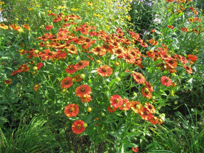 Feuerbeet 150819.jpg