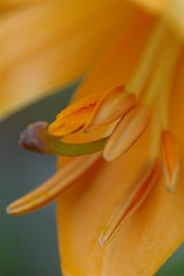 A0482_Large.JPG