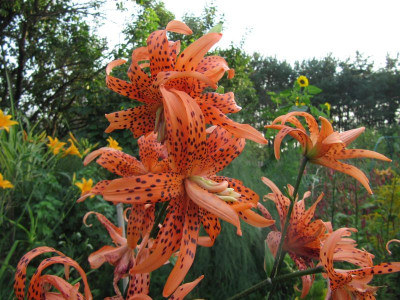 Lilium lancifolium 'flore pleno' 150819.jpg