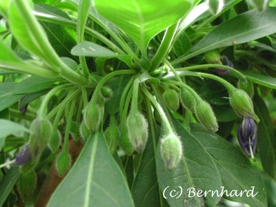 acnistus_iochroma_veilchens.jpg