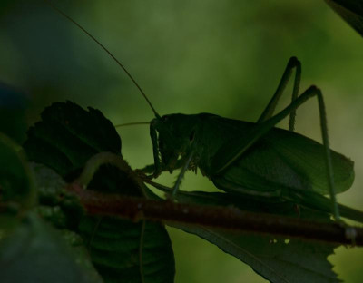 DSC_8502-Großes Heupferd-Schatten.JPG