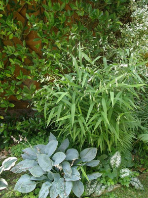 chasmanthium latifolium Plattährengras.JPG