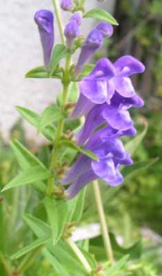 Scutellaria.jpg