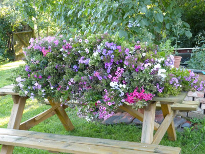 2015-08-21 Phlox.jpg
