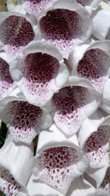 Digitalis_punkt1.jpg