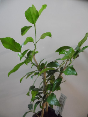HibiskusSchizopetalus2015_08_21_1.jpg