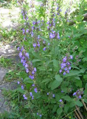 Salvia_offic._blau.jpg