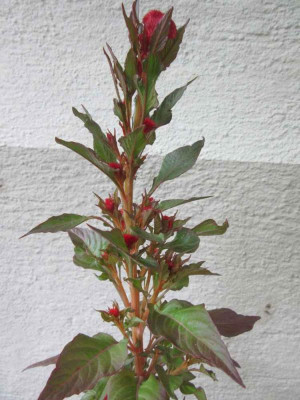 amaranth oder celosia.jpg