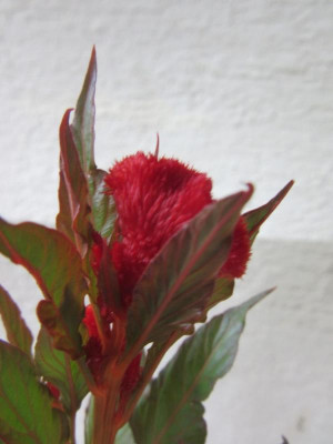 amaranth oder celosia 2.jpg